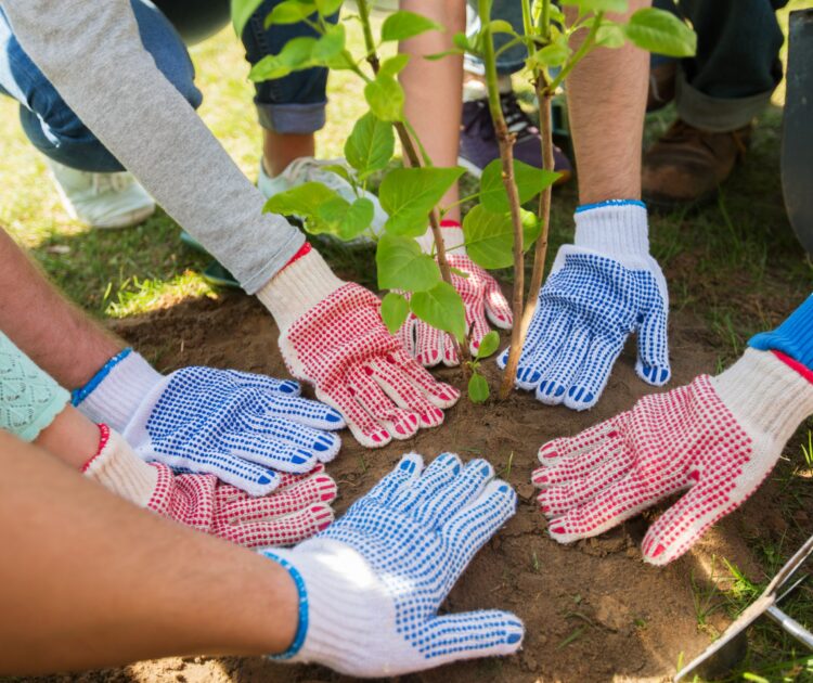 Seven hands wearing gardening gloves plant a tree together.