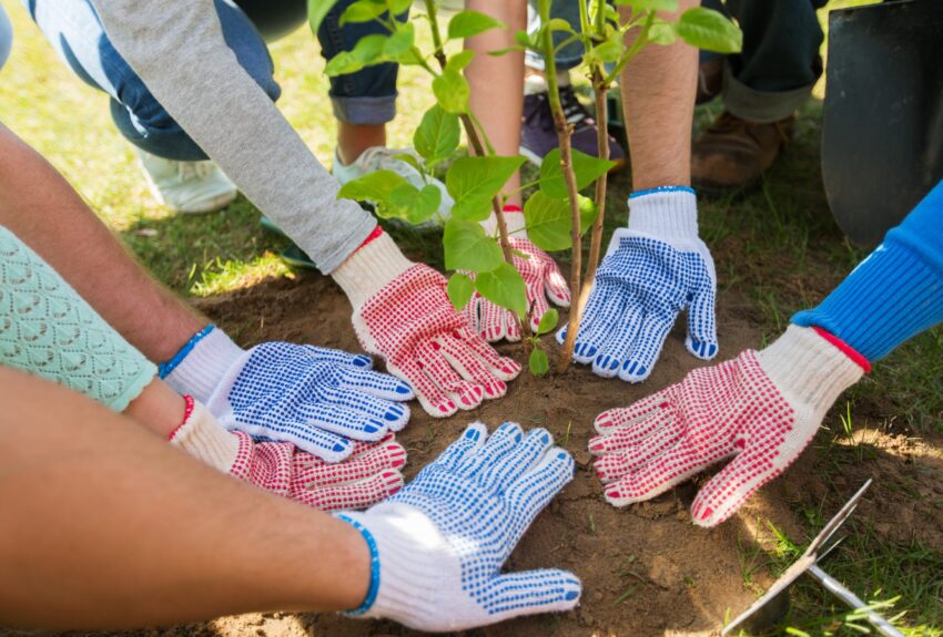 Seven hands wearing gardening gloves plant a tree together.
