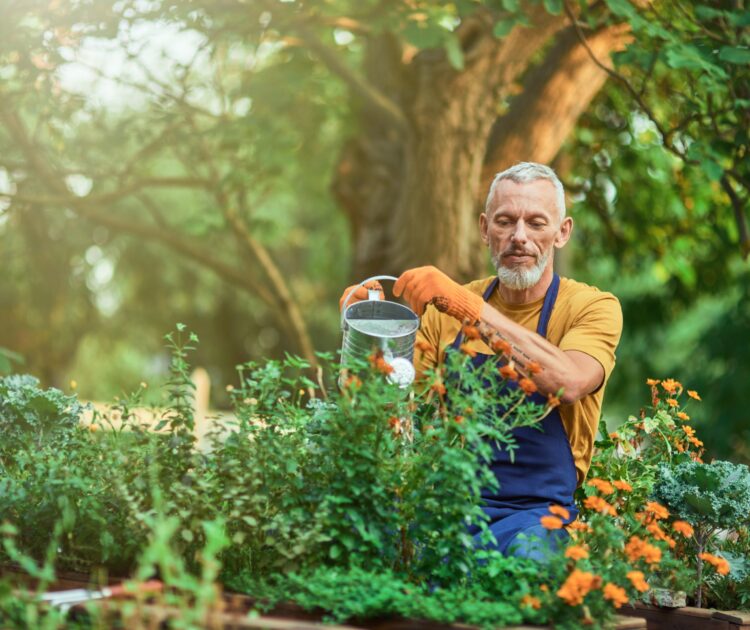 Middle aged man watering blooming plants with steel watering can in sunny garden.